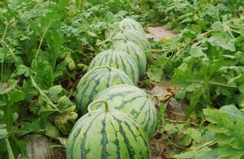 2025大瓜事件,揭秘年度娱乐圈风云变幻