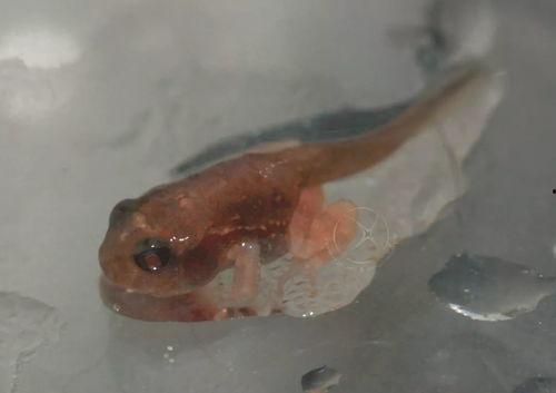 蝌蚪国产,揭开神秘国度的神秘面纱